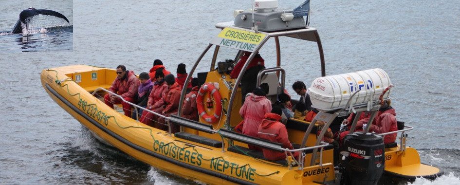 Croisière aux baleines