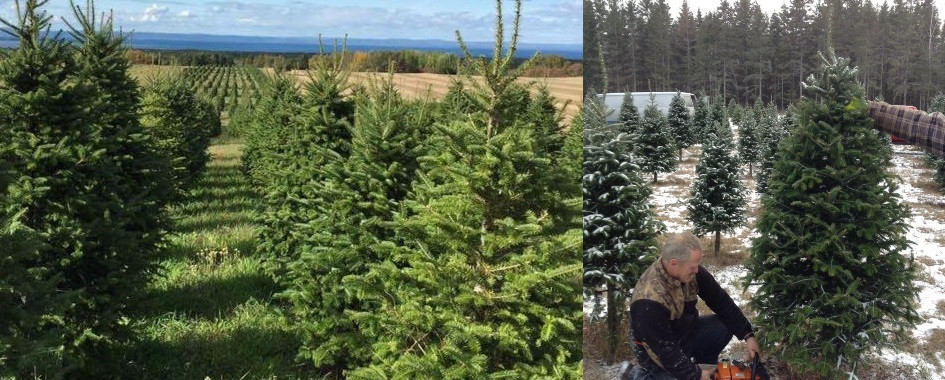 Autocueillette de Sapins de noël
