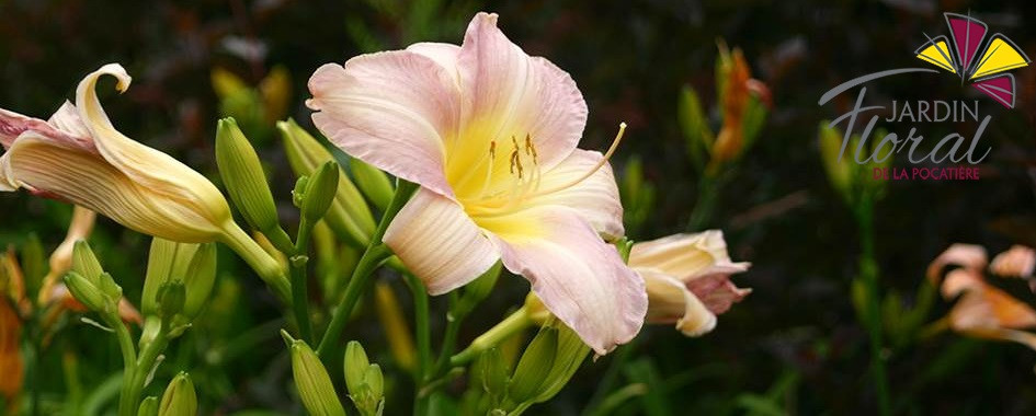 Jardin Floral