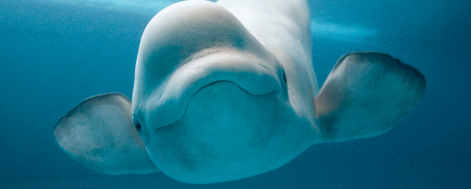 EXCURSIONS AUX BALEINES LES ESCOUMINS