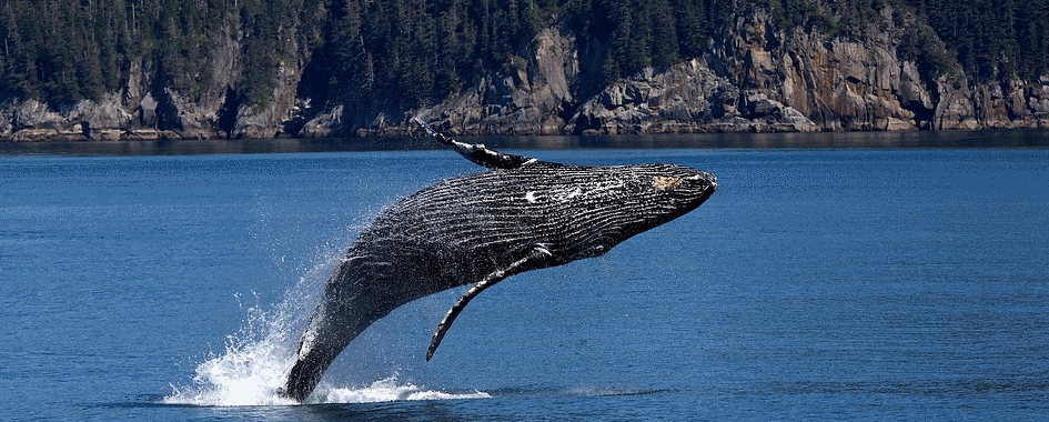 EXCURSIONS AUX BALEINES LES ESCOUMINS