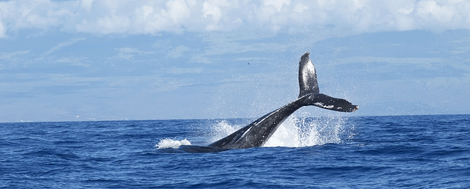 EXCURSIONS AUX BALEINES LES ESCOUMINS