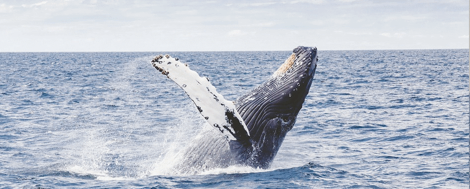 EXCURSIONS AUX BALEINES LES ESCOUMINS