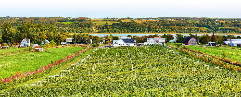 Vignoble Domaine l'Ange Gardien
