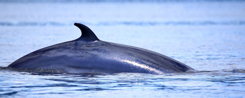 Excursion au baleines Saguenay 418-525-7748