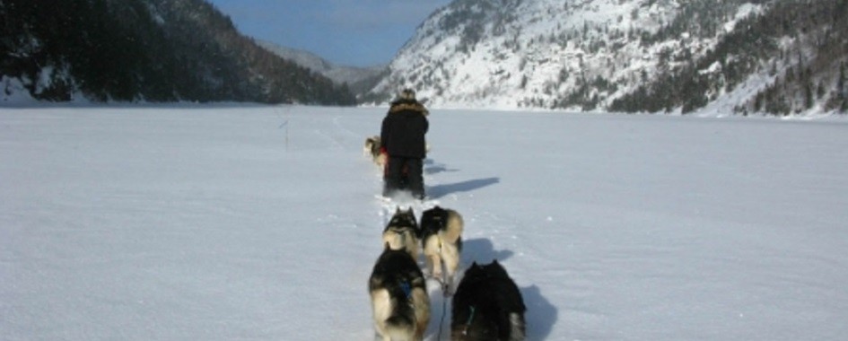 forfaits Traîneau à chiens Anse St-Jean 418-525-7748