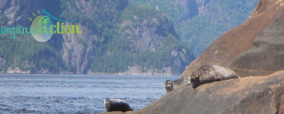 Explorez le fjord du Saguenay